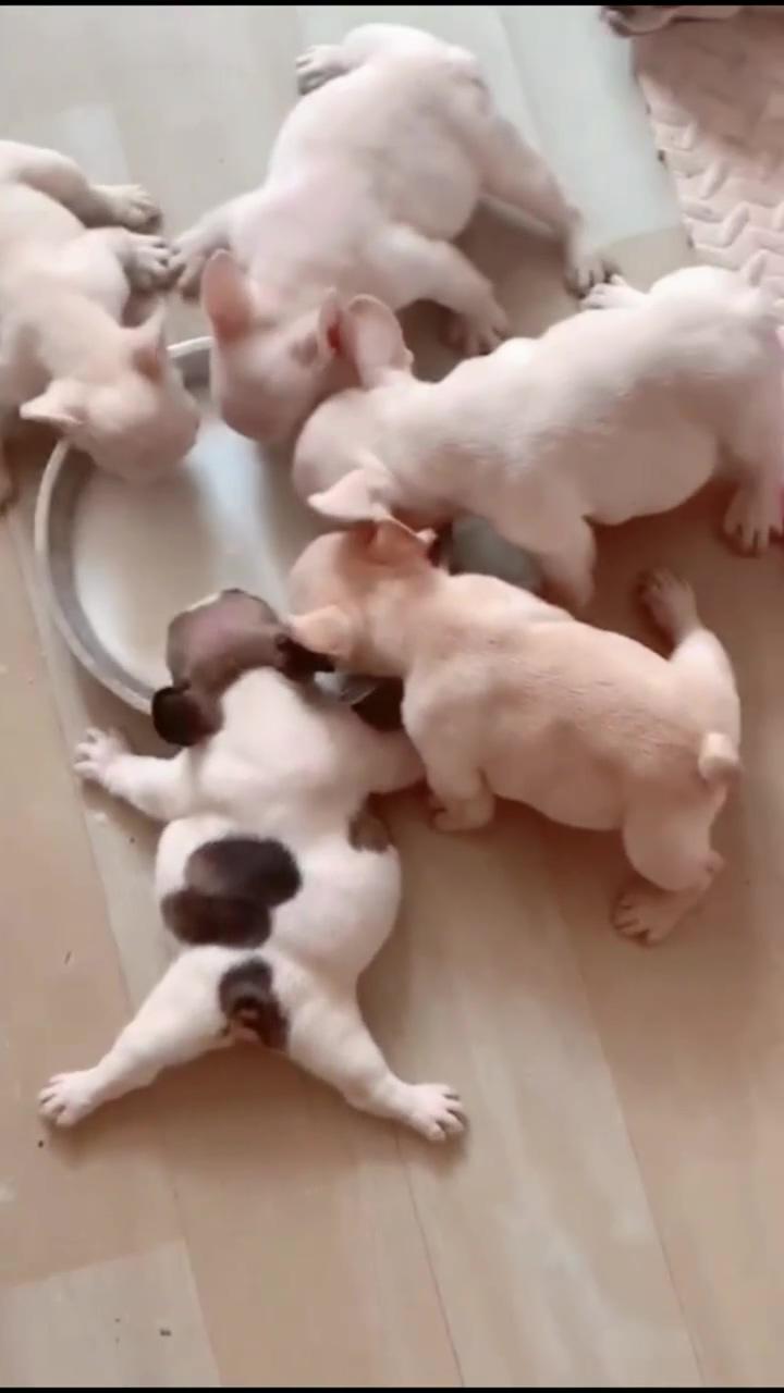 Puppies drinking milk; adorable loe