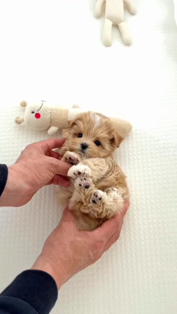 Puppy #babydog; teacup yorkie puppy's adorable finger bite , cute and funny pet video