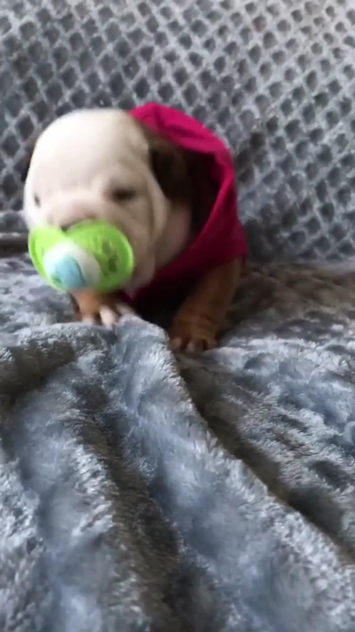 Puppy dog, love dog; cute puppy videos