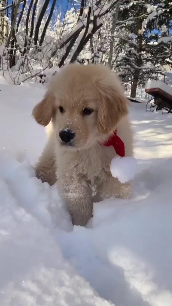 Puppy life, nothing cuter than a golden retriever puppy; cute or super cute