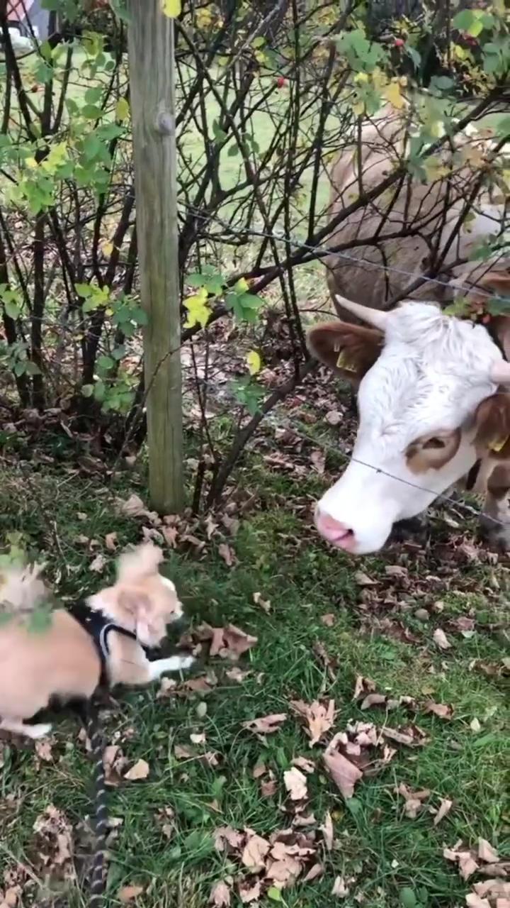 Puppy meeting the big boy | cut animals
