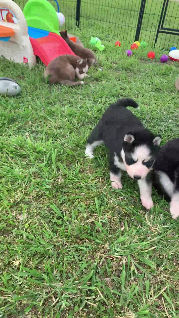 Puppy playtime texasblueyedhuskies | cute husky puppies