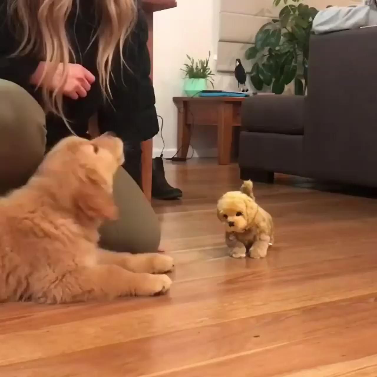 Puppy thinking its real; dog love which song