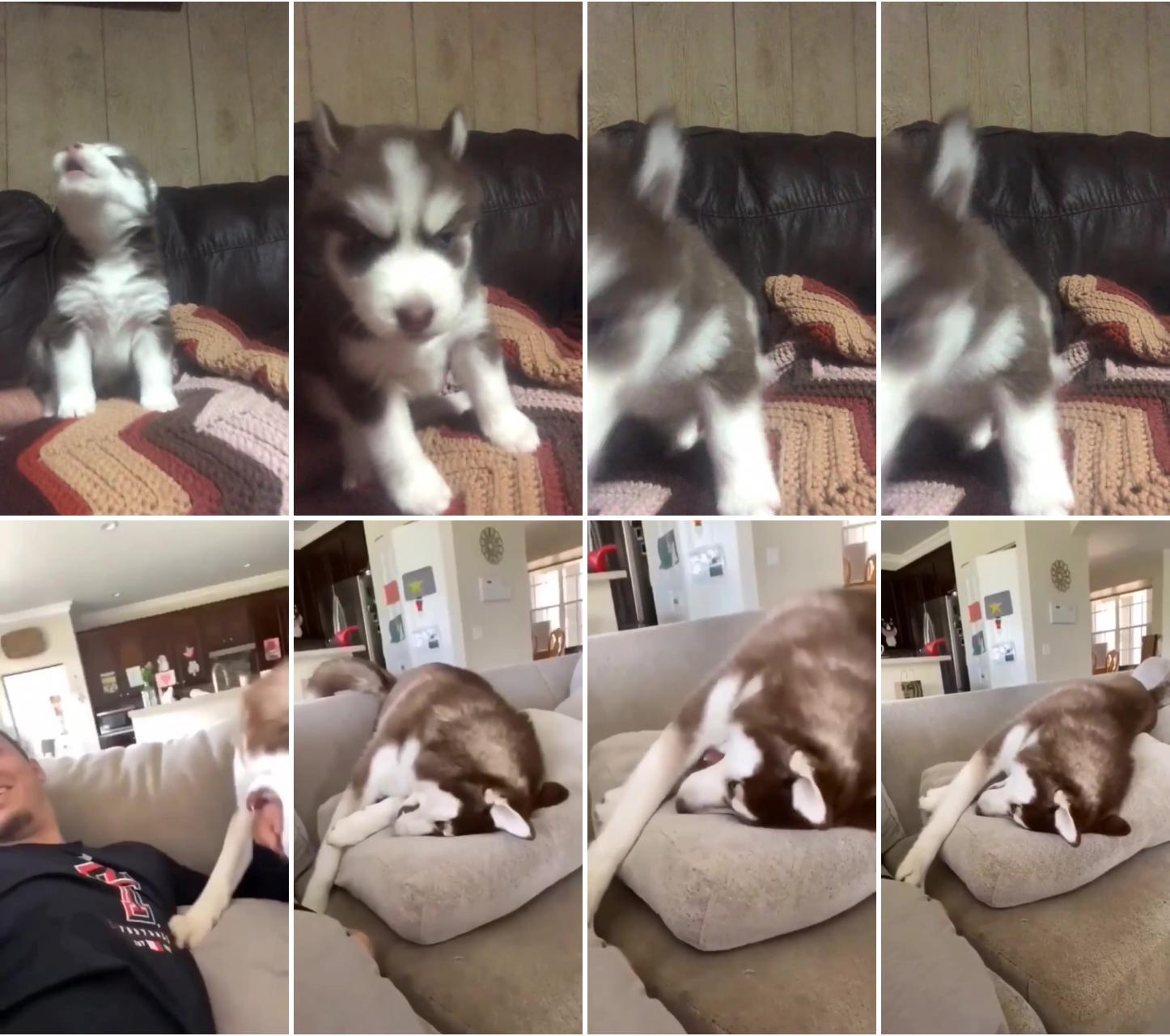 Puppy trying to howl; this is how a husky angry at you