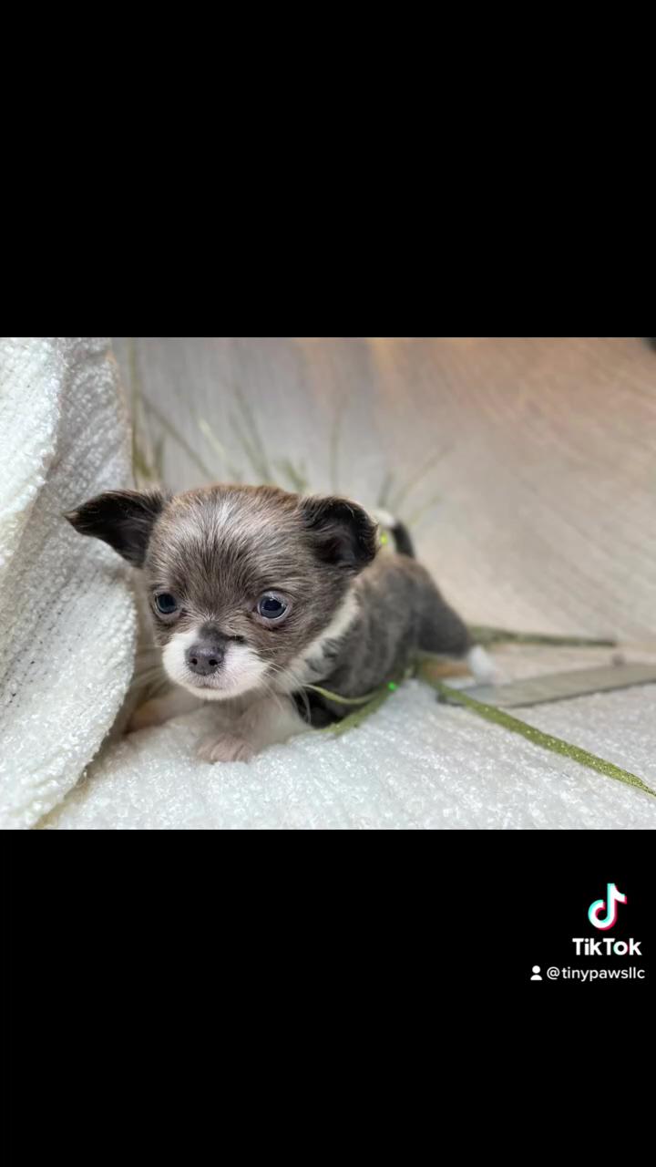 #puppylife #chihuahuapuppy #tinypawsllc #cutepuppies | teacup chihuahua
