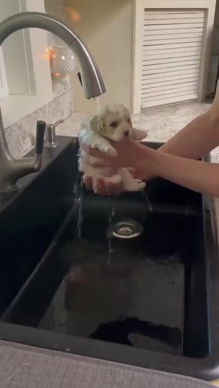 Puppy's first bath; really cute puppies