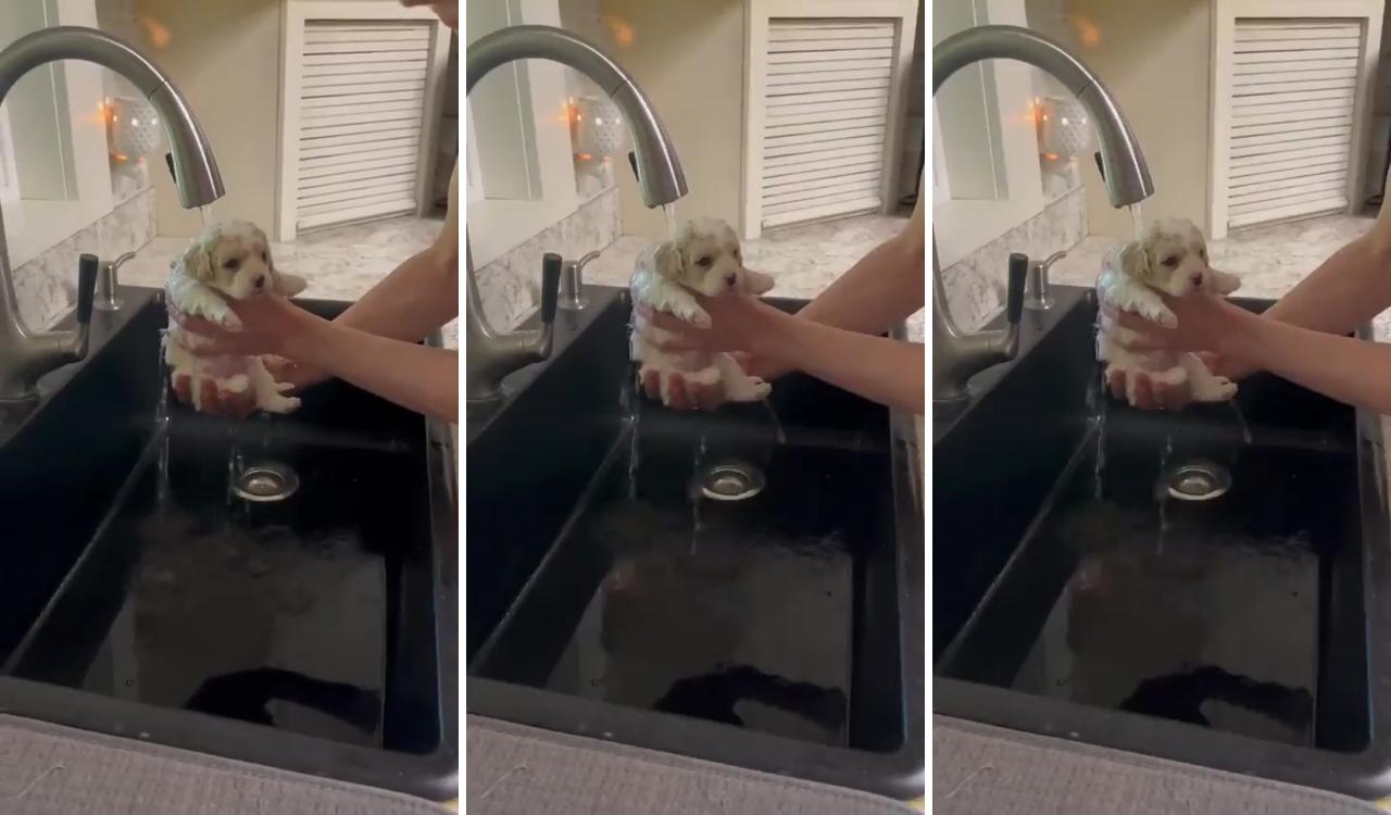 Puppy's first bath; really cute puppies
