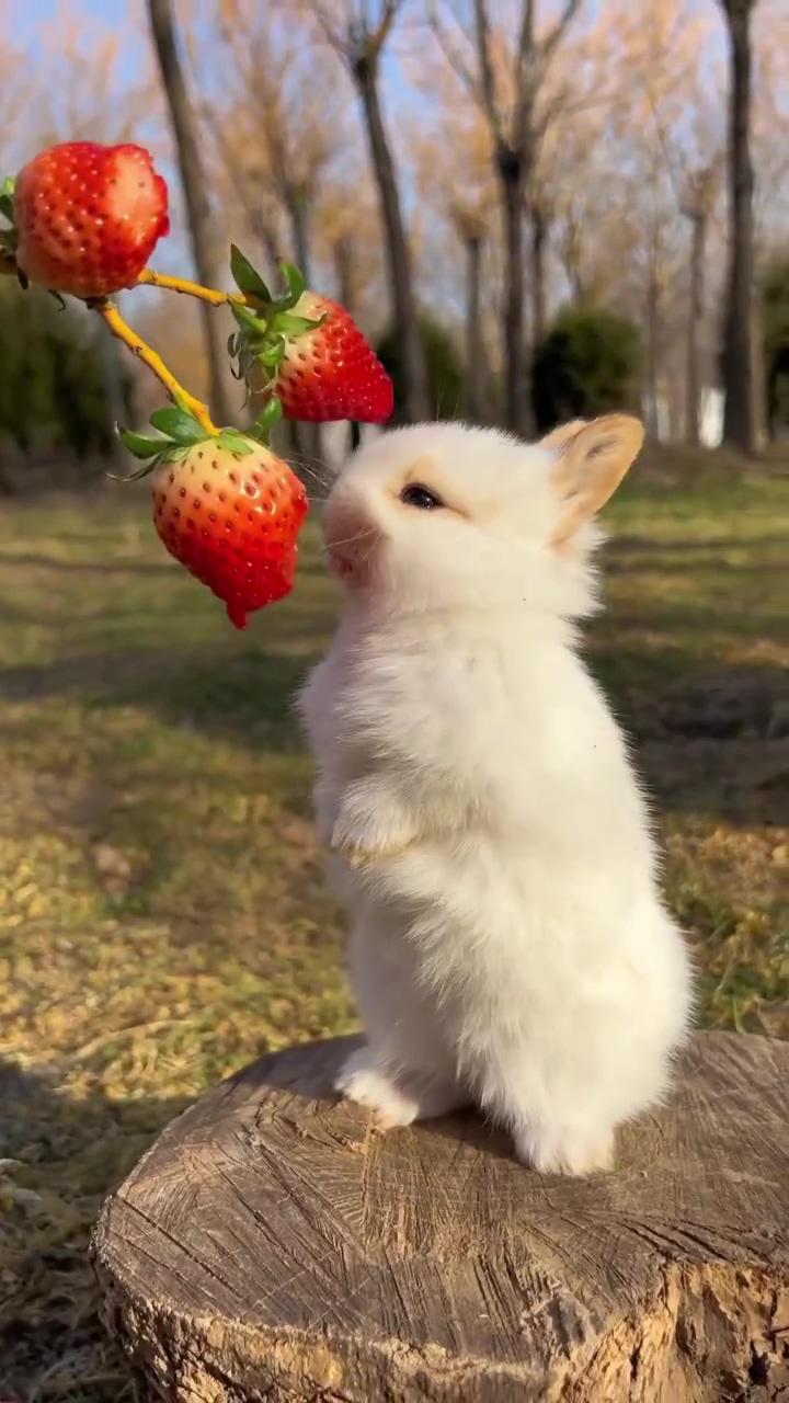 Rabbit eating strawberry-cue; cute animals images