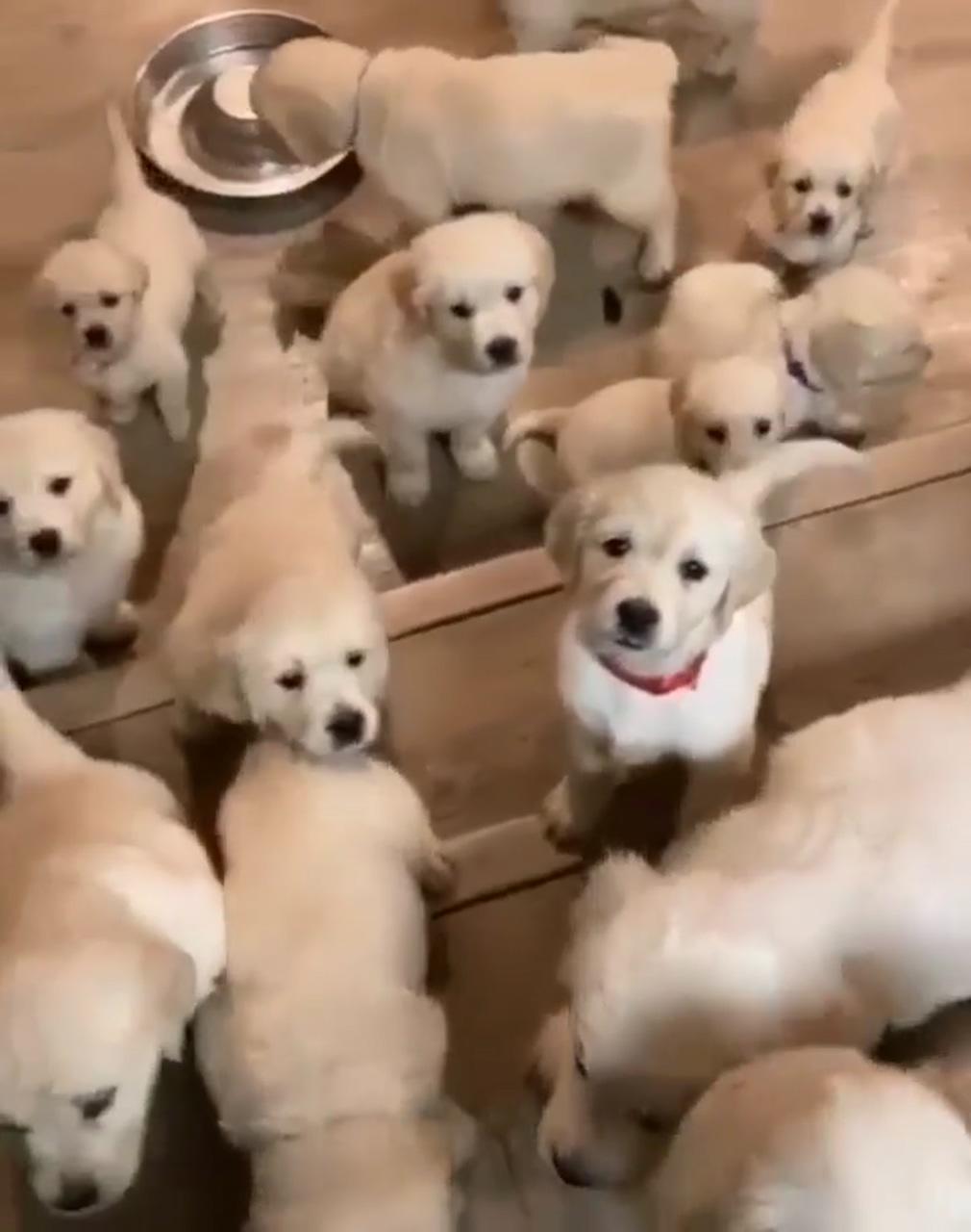 Really cute puppies; cute baby dogs