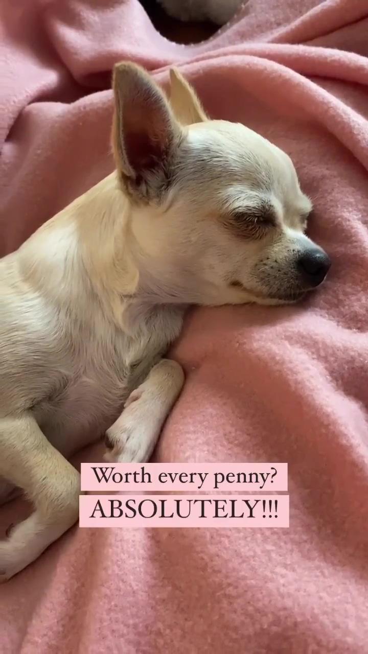 Rude, rude, rude who is asking these questions; love chihuahua