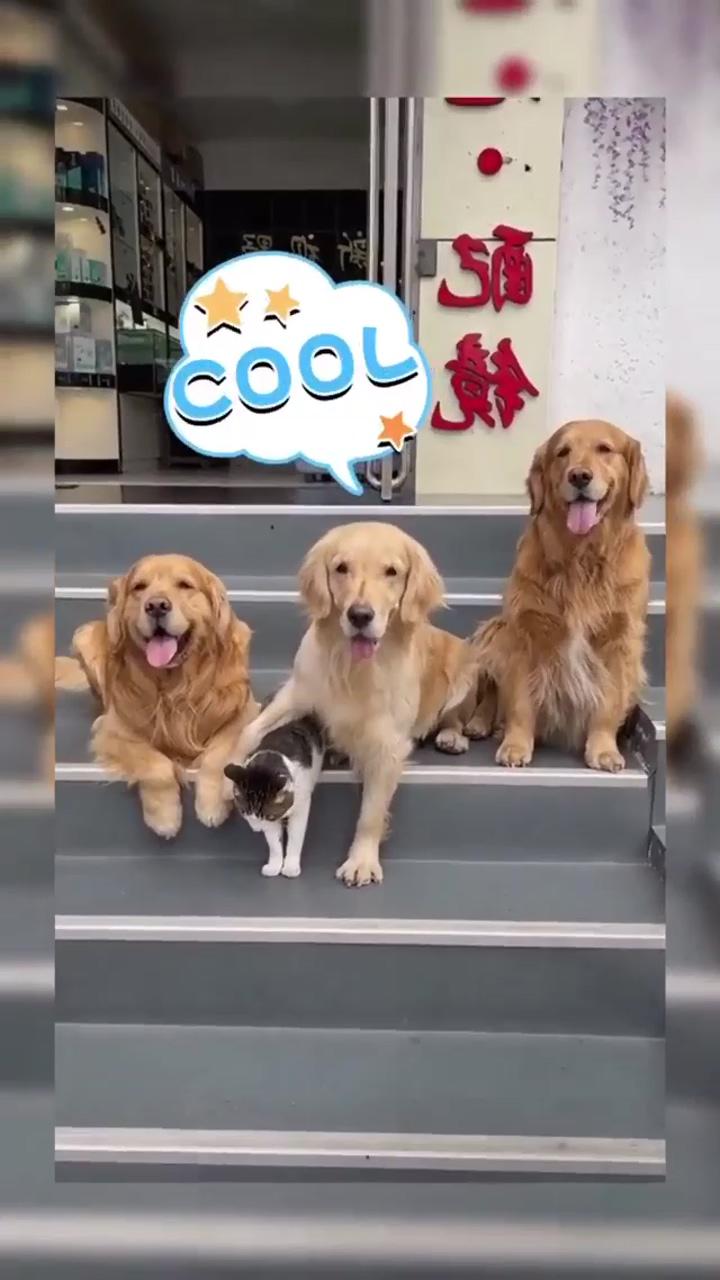 See how much cute dogs love each other; cute funny dogs