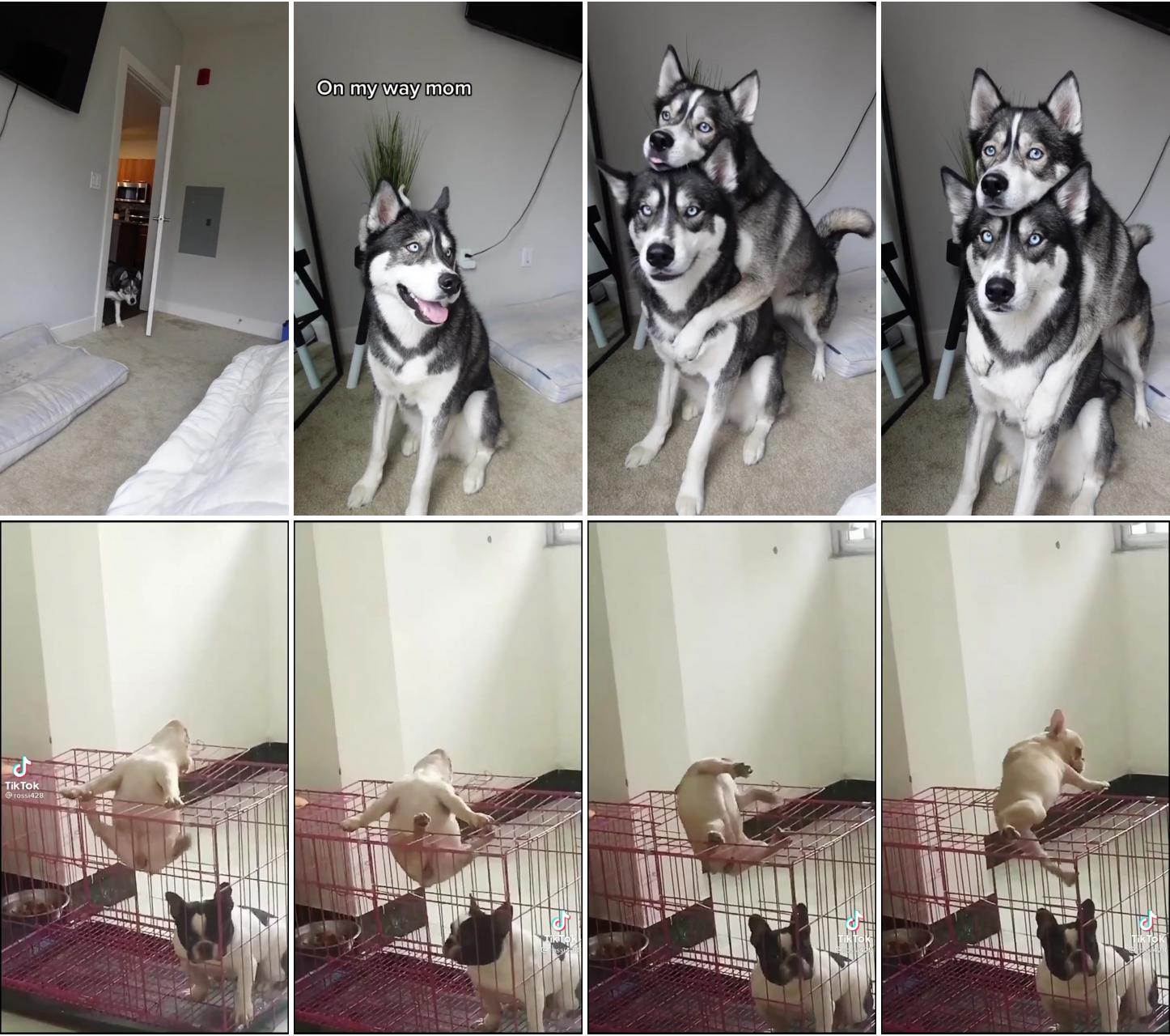 Selfie husky; dogs escaping