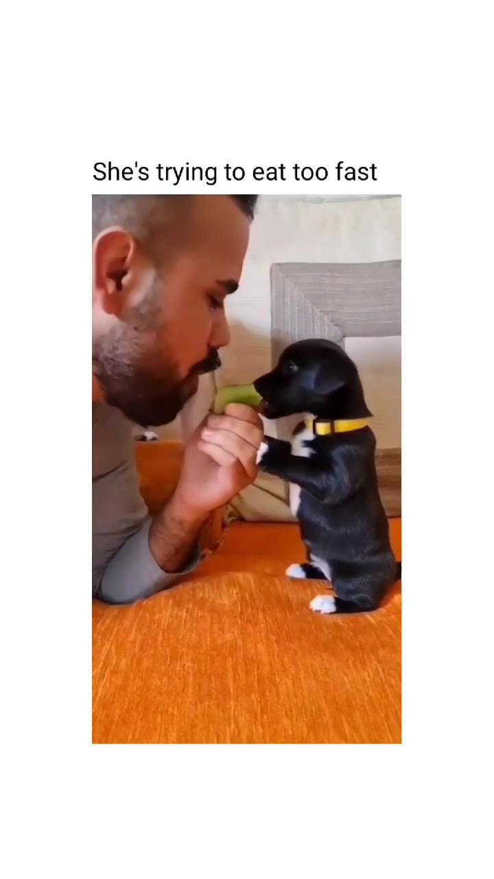 Sharing food is caring. dad care little brother; cute dogs and puppies