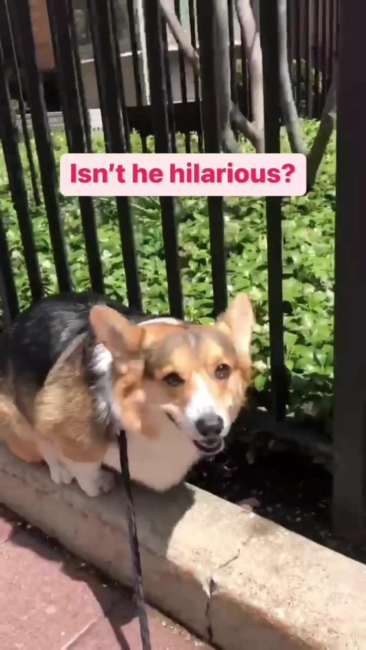 Silly brady the corgi | don't be fluffing rude