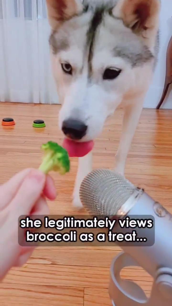 Skaya has an obsession with broccoli sassy husky loves eating veggies; whenever people ask if my dog is blind