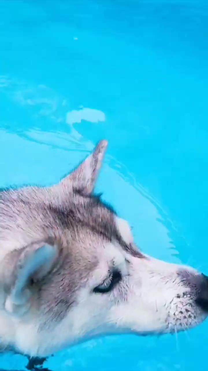 Skaya swims in the pool for the first time ever cute husky swimming; watch this stray senior dog turn into a puppy again once he gets a bath