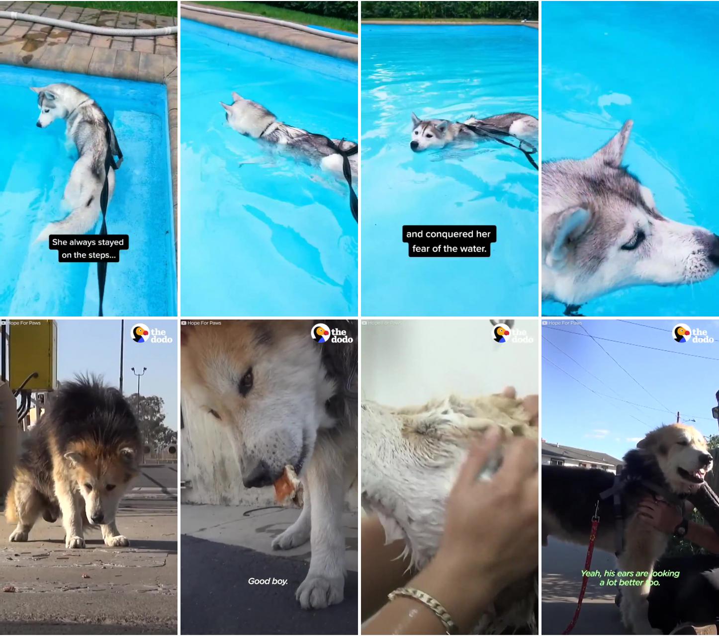 Skaya swims in the pool for the first time ever cute husky swimming; watch this stray senior dog turn into a puppy again once he gets a bath