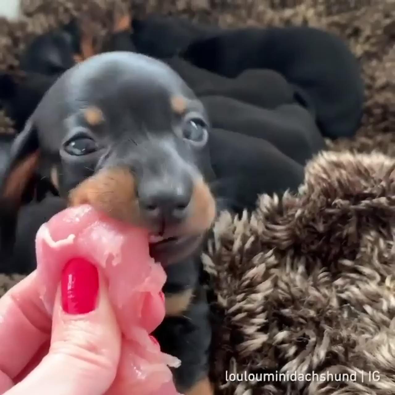 Smol pup big chomps; super cute puppies