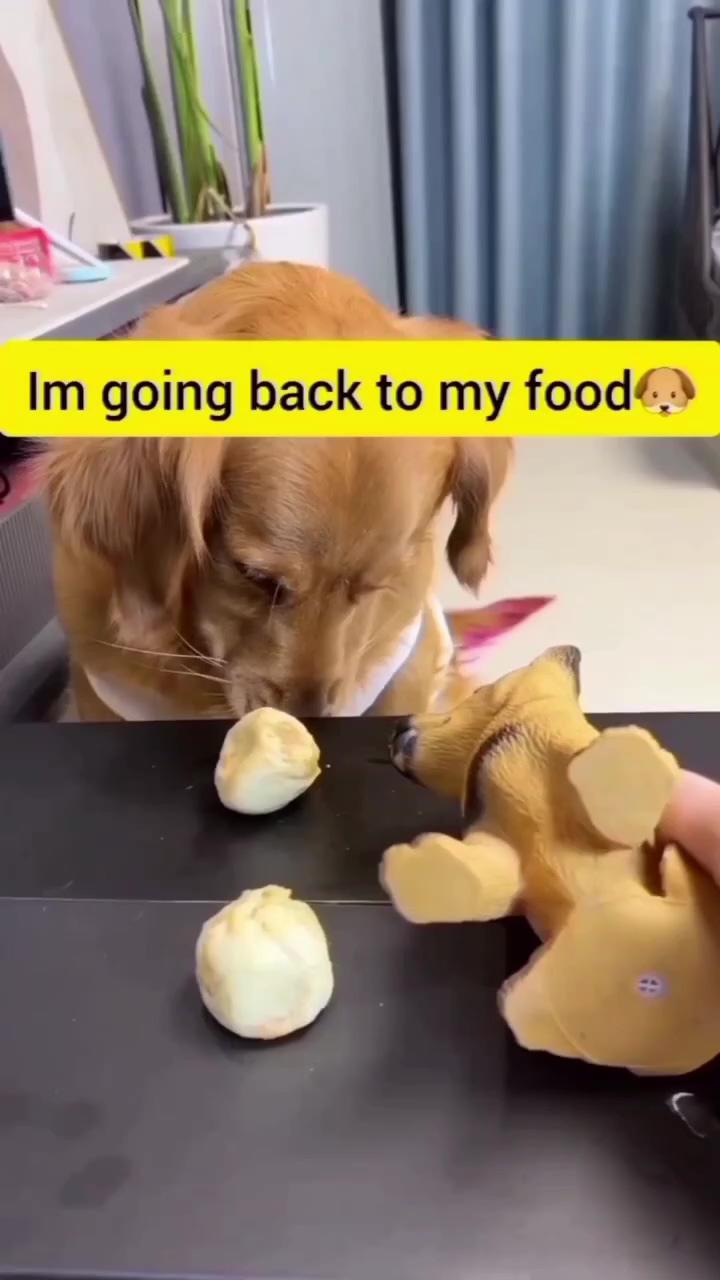 Snack; cute funny dogs