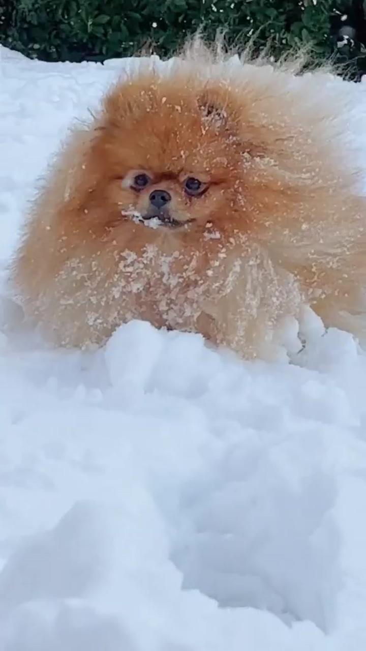 Snow lover; cute fluffy puppies