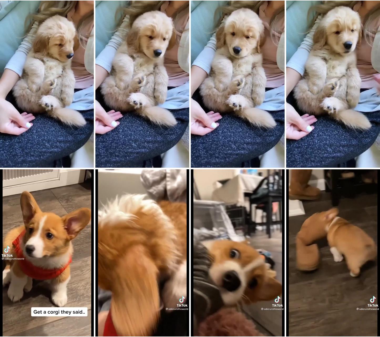 Snuggles and snaccs are a puppers best fren; get a corgi they said, it will be fun. so funny
