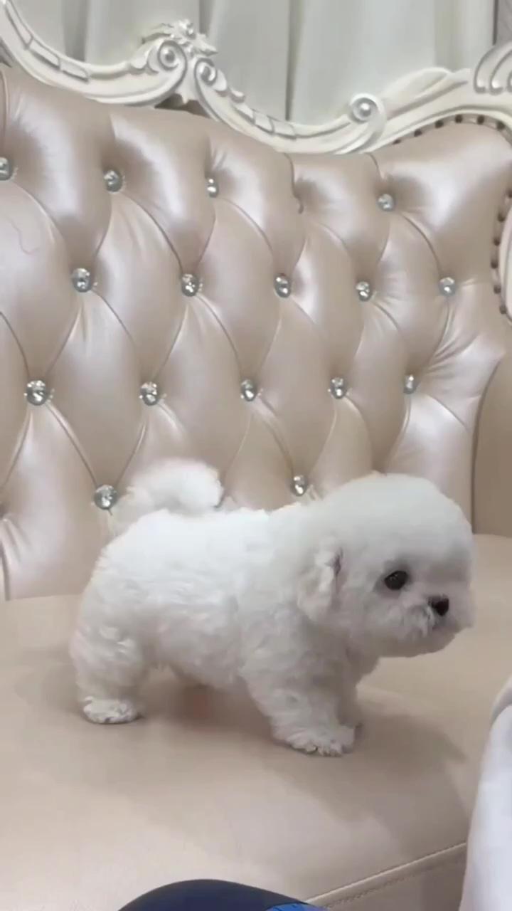 So adorable maltese puppy; puppies