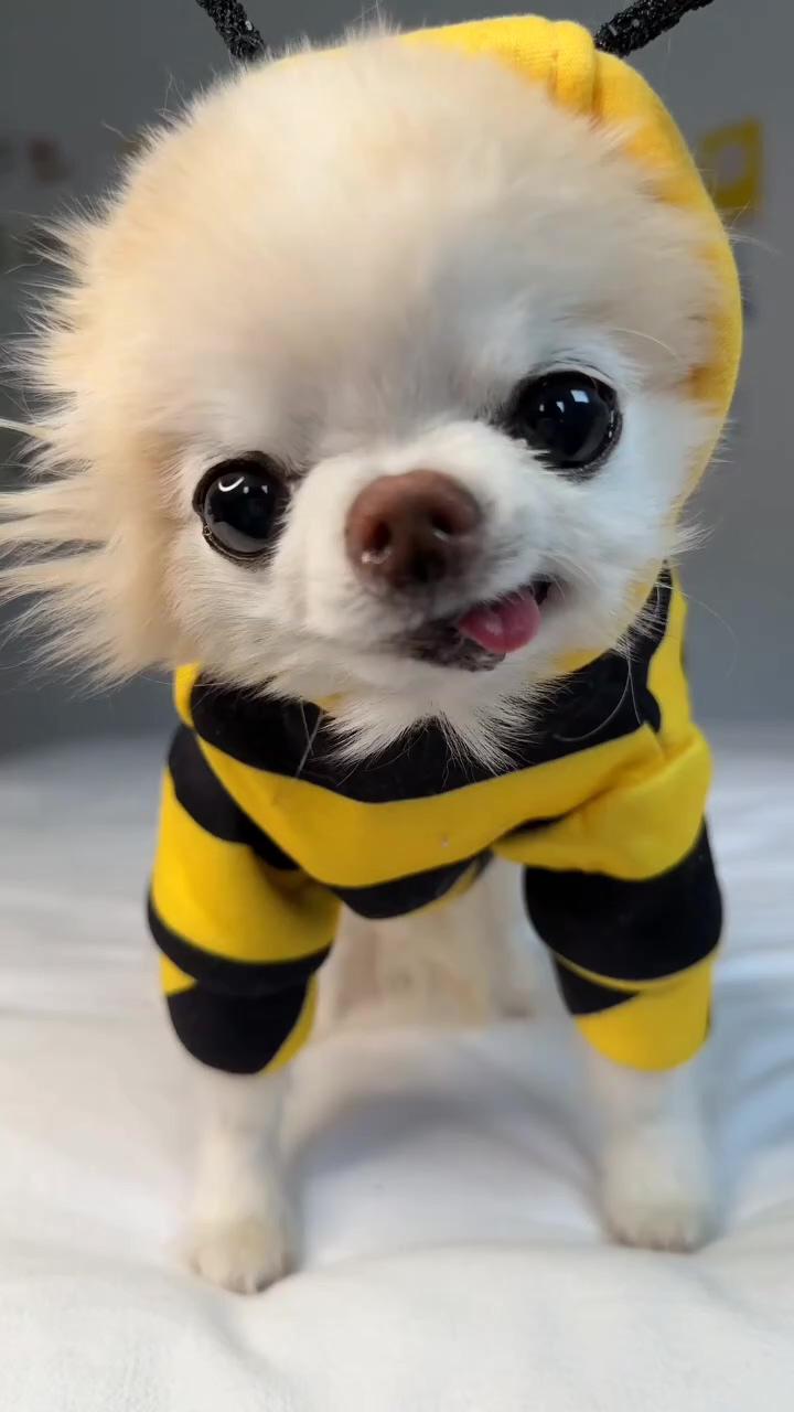 So adorable | rate cuteness in the comments, beautiful chihuahua puppies