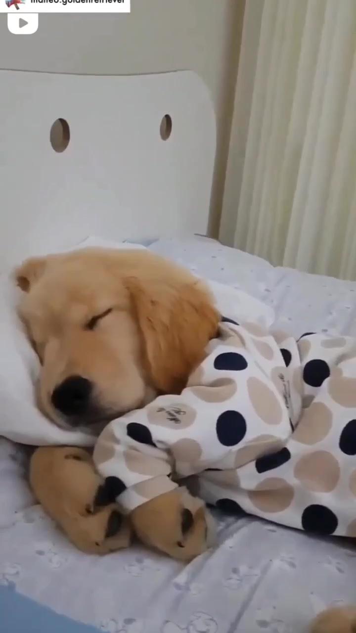 So cute | dachshund mini