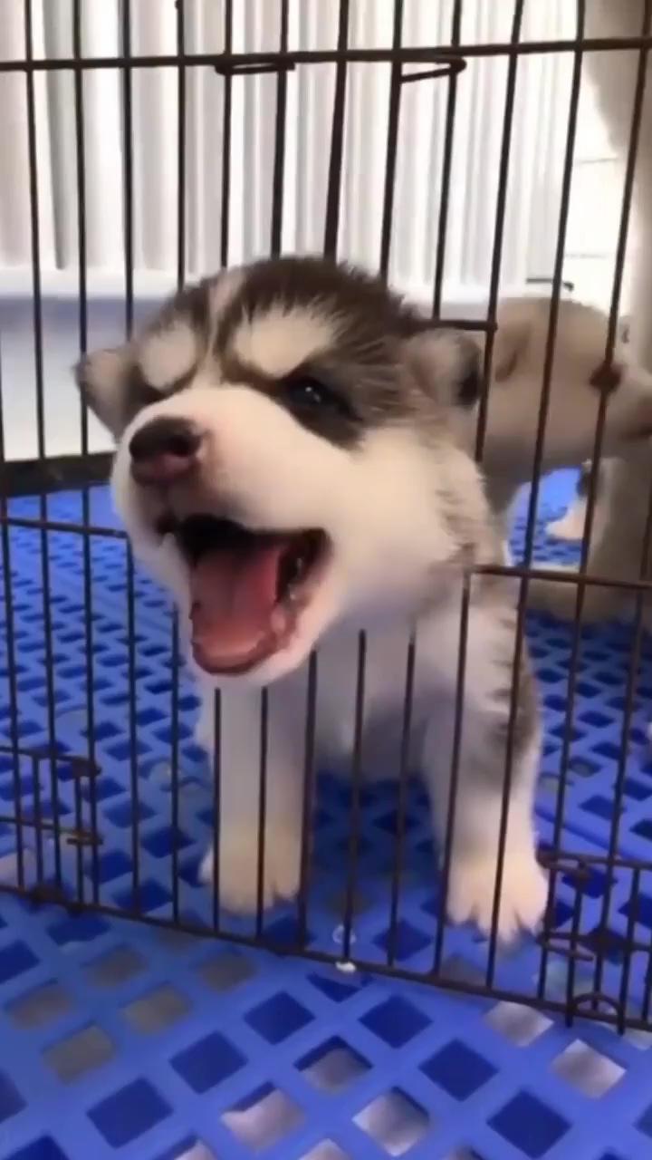 So dramatic huskie baby. that "wah" when he pulled out was everything; so many cute dogs, i really want to take one home