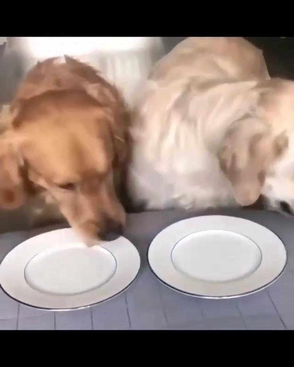 So hungry; cute labrador puppies