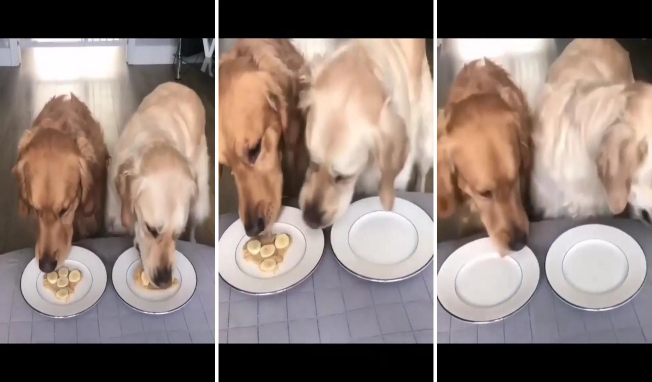 So hungry; cute labrador puppies