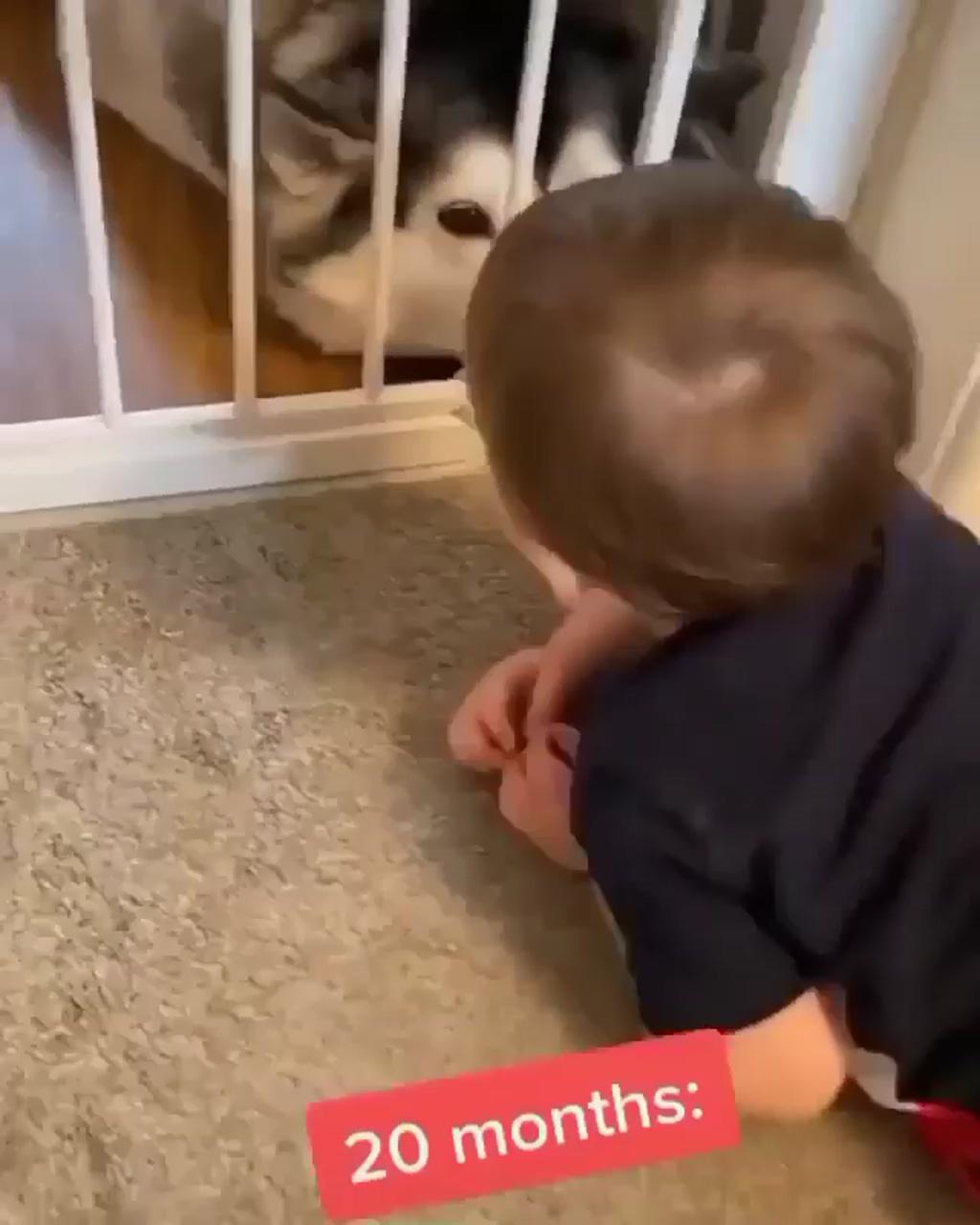 Son growing up with the huskies; cute funny animals