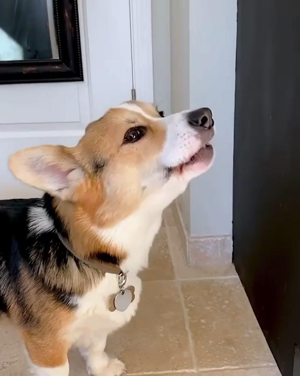 [sound on] my first howl | female discoveries, corgis now know hooman has a secret tail