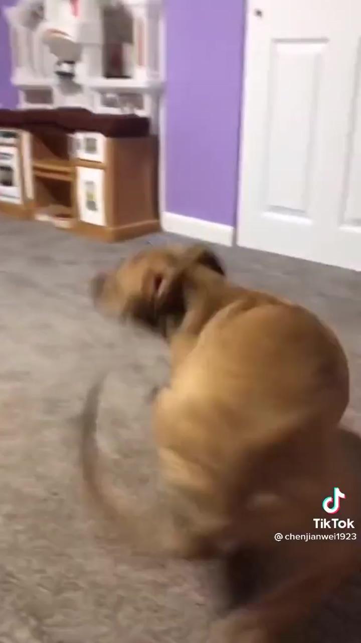 Spinning dog; funny dog memes