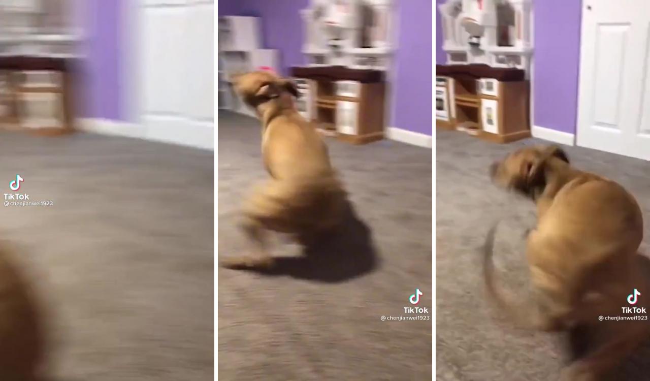 Spinning dog; funny dog memes