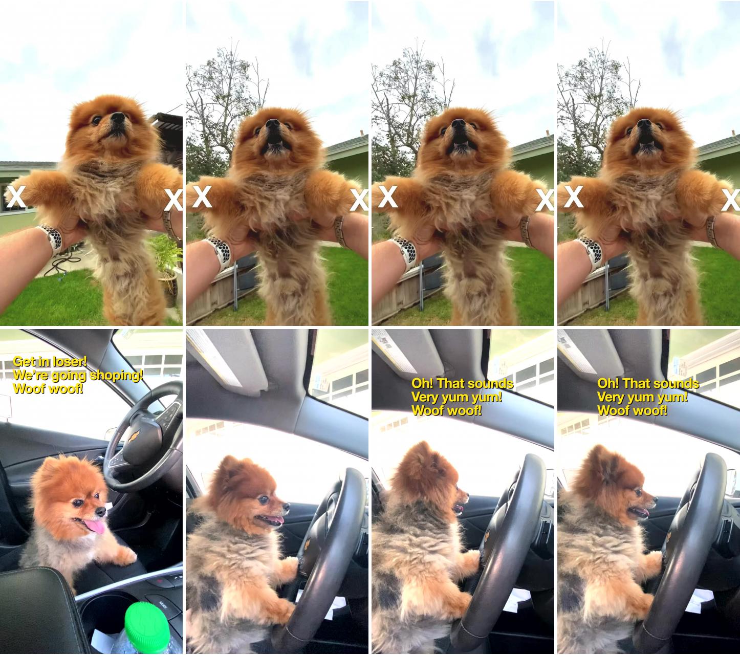 Spinning doggy; cute pomeranian in car driving