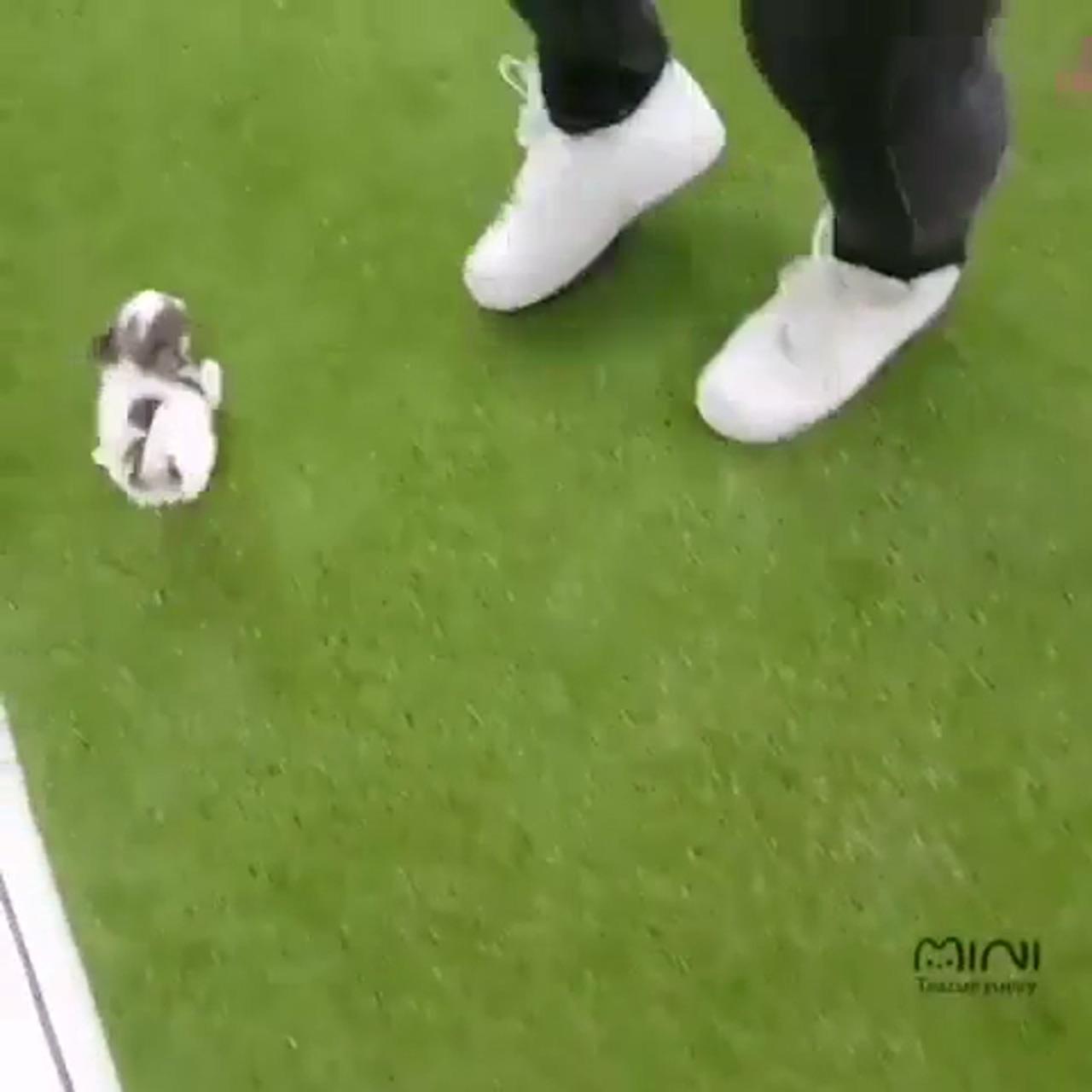 Super cute pets bring warmth; dachshund dog toy