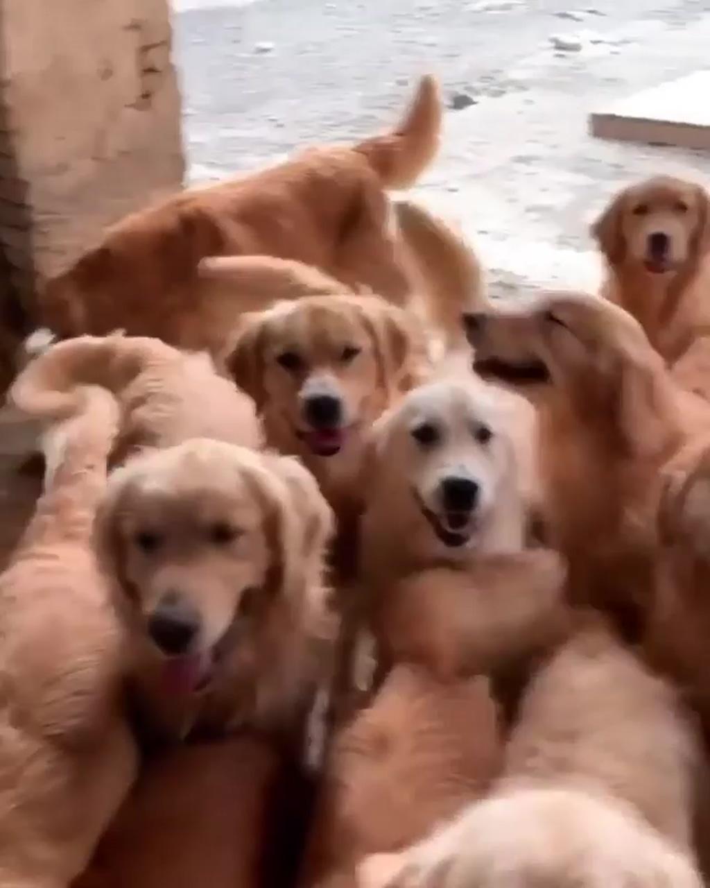 Super cute puppies; cute dogs and puppies