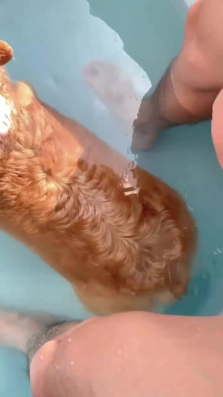 Swimming corgi puppy; corgi dogs the cutest thing you'll see today. amazing corgis videos and images 