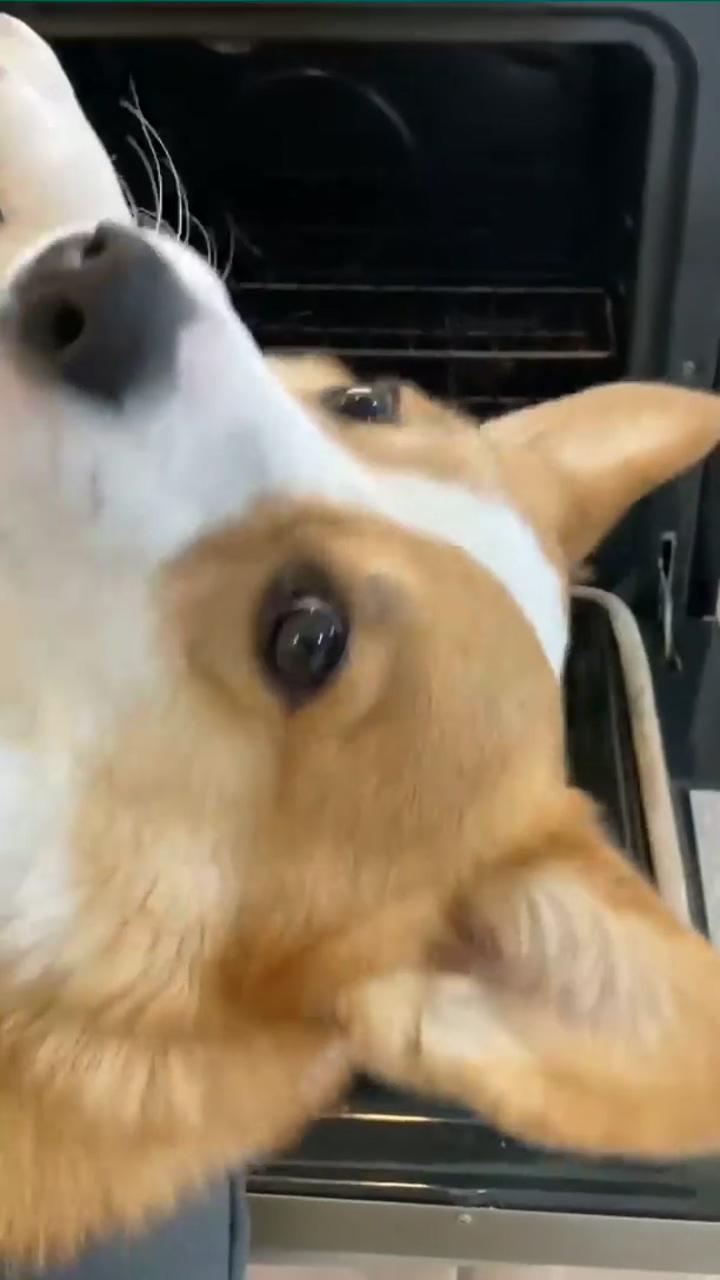 Talking corgi loses his legs; they indeed are inseparable