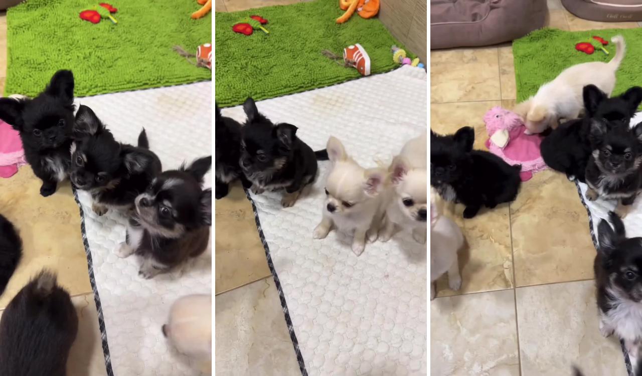 Teacup chihuahua puppies available for sale; toys