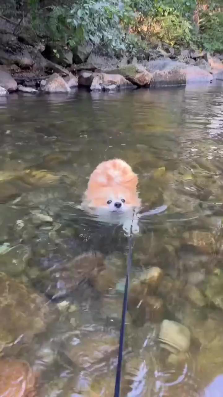 That fur's like a life jacket, how cute; cute funny dogs