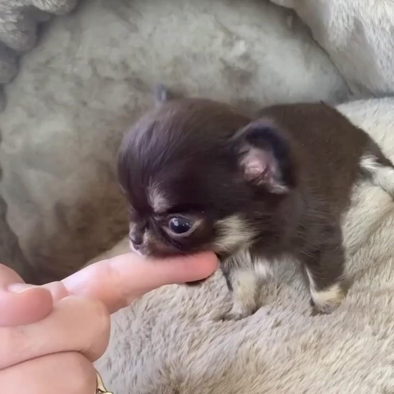 The bite force of a chihuahua; so so innocent adorable 