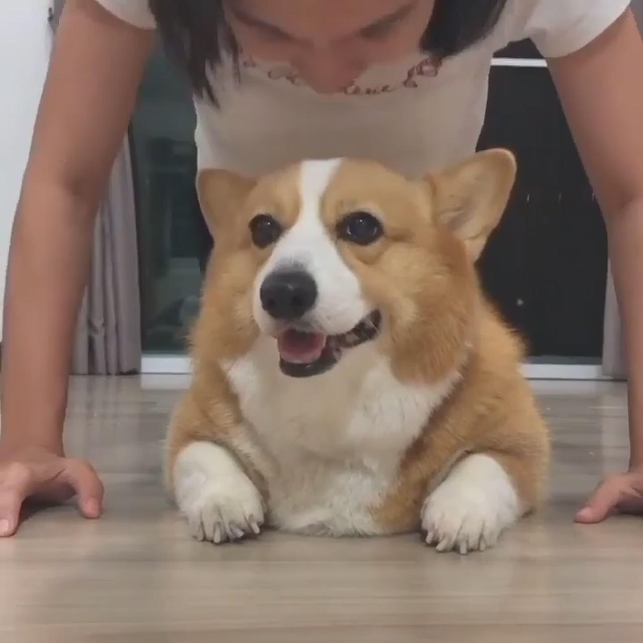 The great pleasure of a dog is that you may make a fool of yourself with him and not; cute corgi puppy