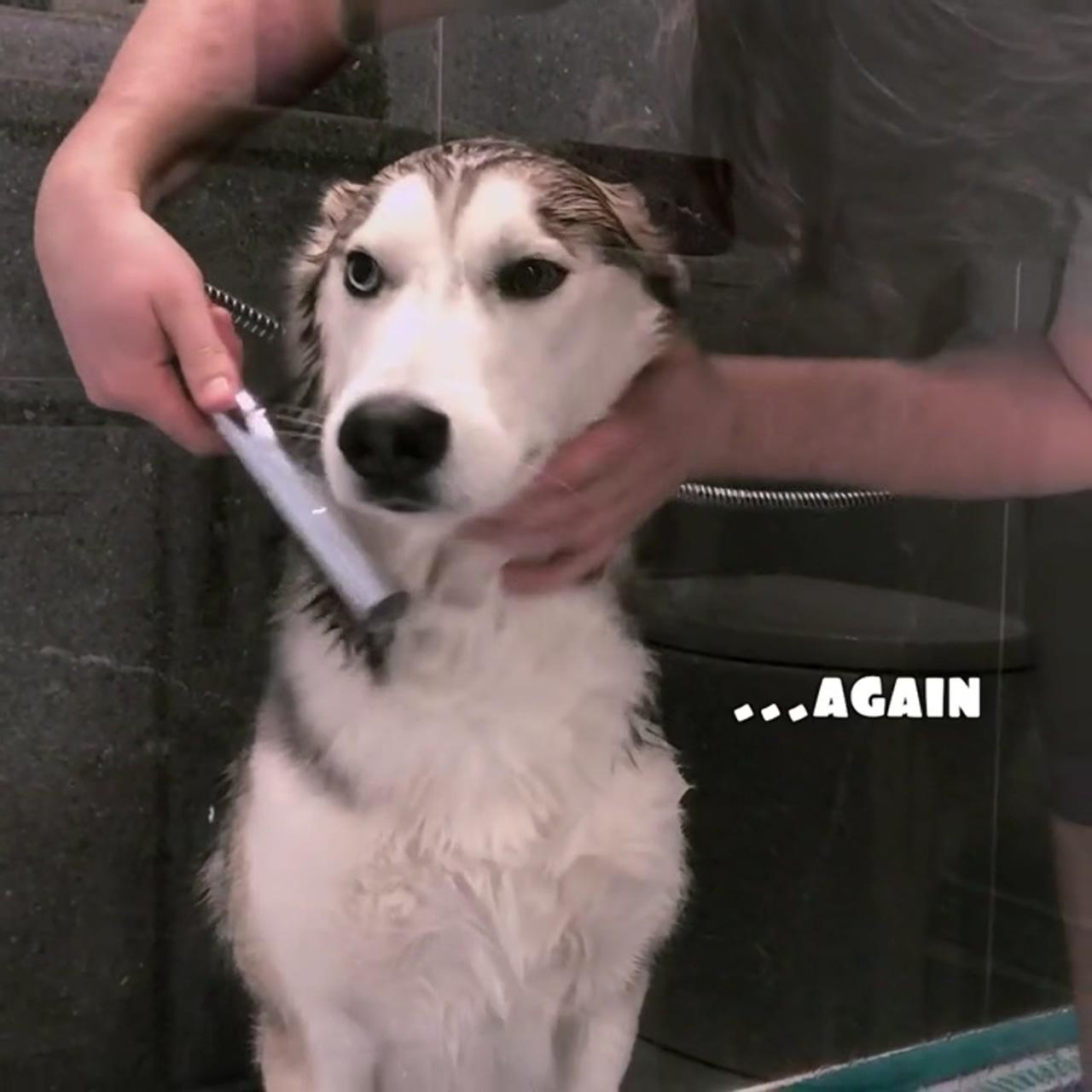 The husky sugar trap how to make bath time fun for dogs; cute baby dogs