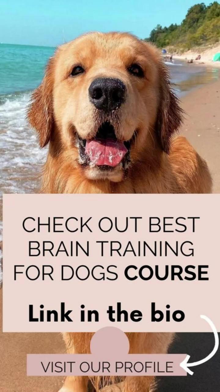 The importance of training your dog to be alone; really cute puppies