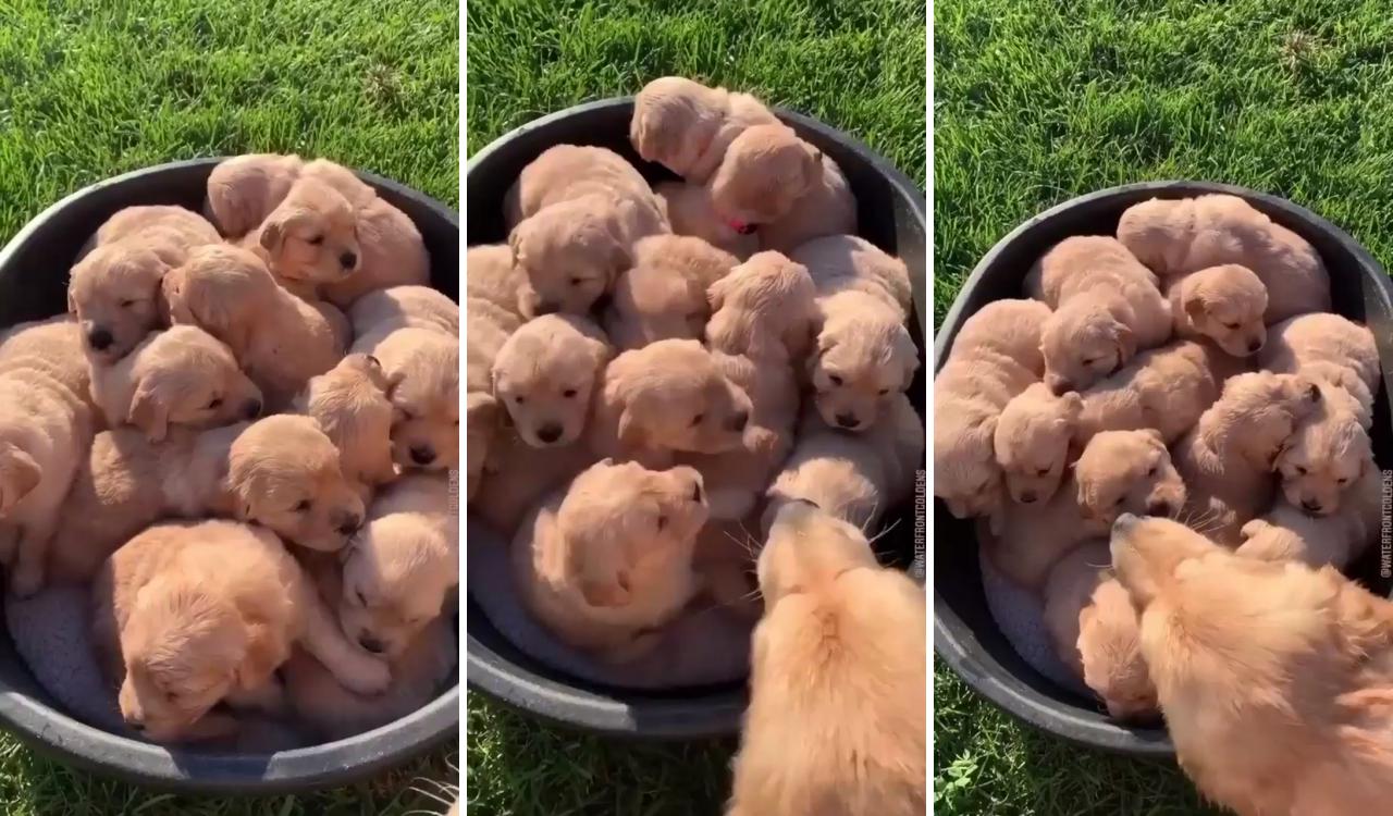 The only pot of gold i ever want; cute baby puppies