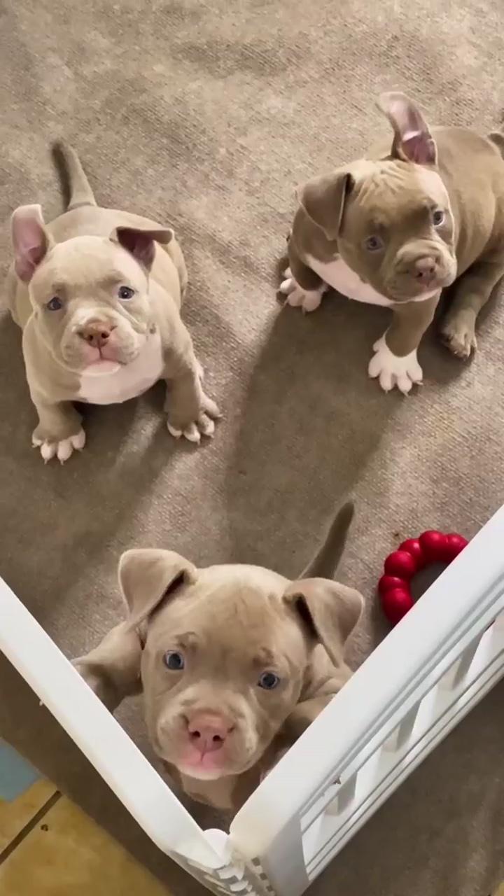 The ultimate puppy joy: 3 sweet pit bull pups that will melt your heart; seated