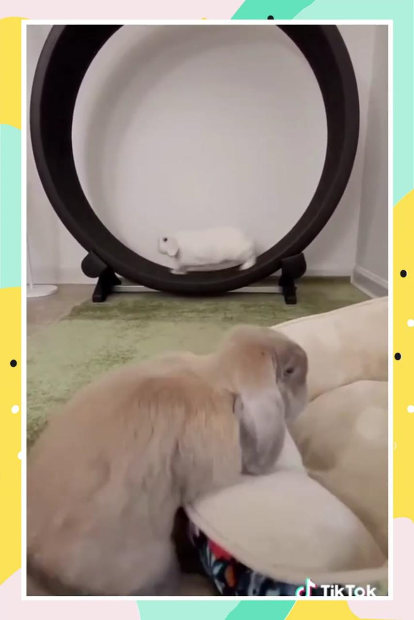 These bunnies are cute; funny bunny videos