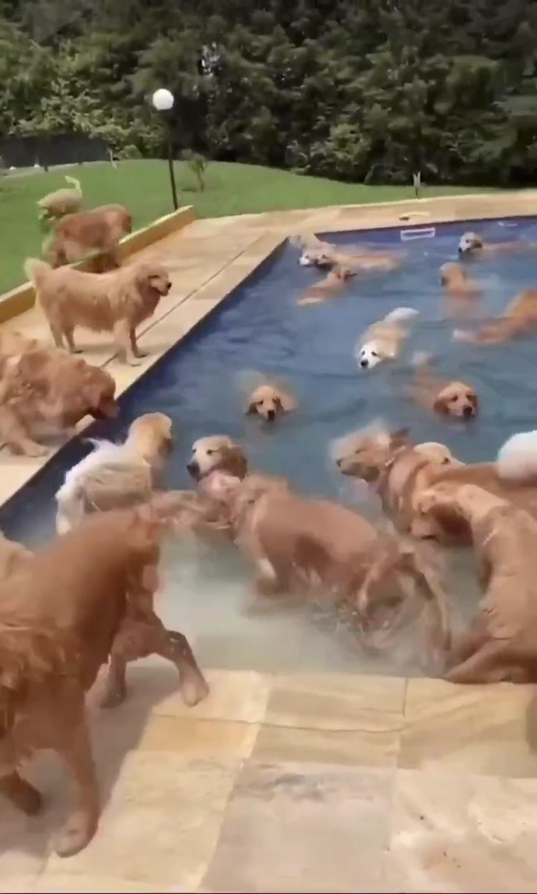 These dogs love to jump in the pool; funny animal jokes